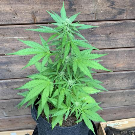 Grape Ape F1 Auto watering