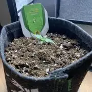 Royal Creamatic mini grow