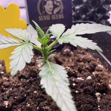 Purple Skunk Automatic Mini Grow