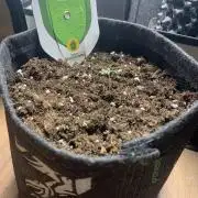 Royal Creamatic mini grow