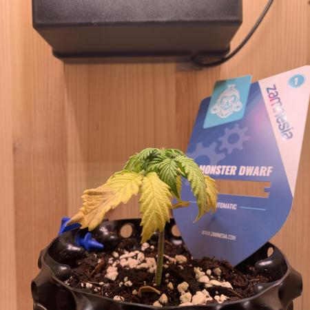Monster Dwarf Auto Pikendi Micro Grow