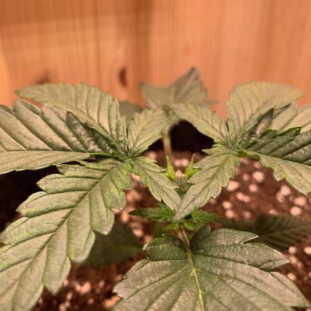 Pink Rozay Pikendi Micro Grow