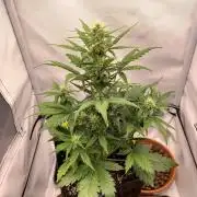 LSD Automatic Zamnesia mini Grow