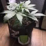 Royal Creamatic mini grow