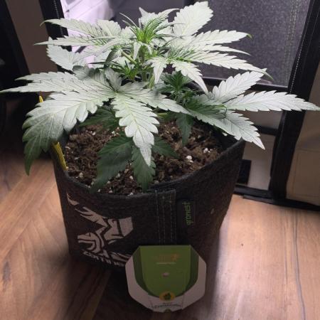 Royal Creamatic mini grow