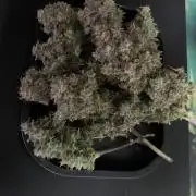 Royal Creamatic mini grow