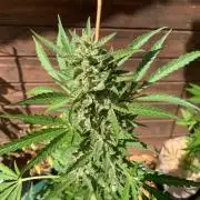 FastBuds Gelato Outdoor living soil