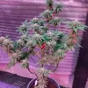 Pink Truffle — Colombia 🇨🇴