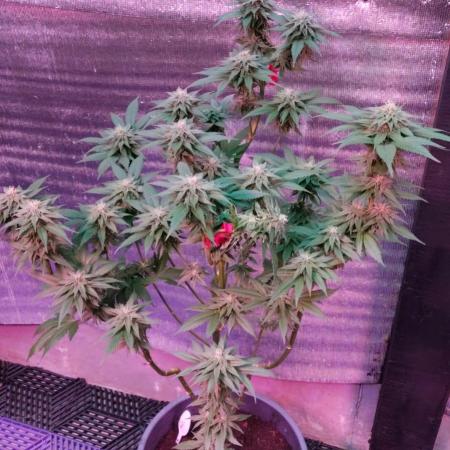 Pink Truffle — Colombia 🇨🇴