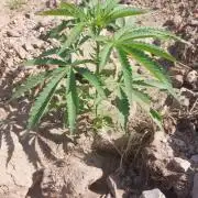 Banana Jelly x Pink Honey 🇲🇦