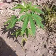 Hokuzai x Papaya 🇲🇦