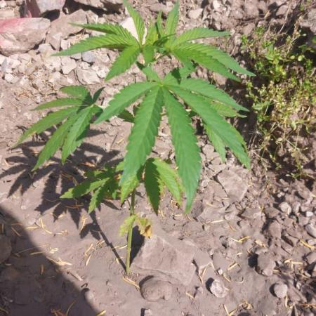 Hokuzai x Papaya 🇲🇦