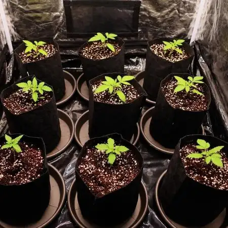 Elixir | 9 Plants | 84D | Houseofweed