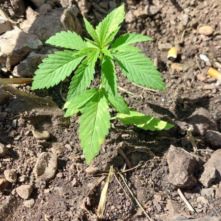 Vice city x Papaya 🇲🇦
