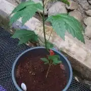Pink Honey - World Breeders