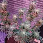 Tropicana Cookies — Colombia 🇨🇴
