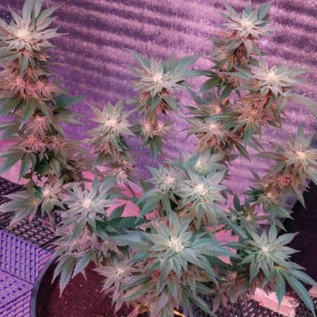 Tropicana Cookies — Colombia 🇨🇴