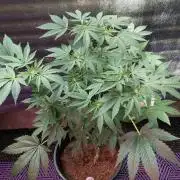 Tropicana Cookies — Colombia 🇨🇴