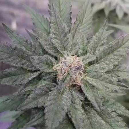 Tropicana Cookies — Colombia 🇨🇴