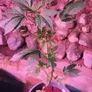 Pink Honey - World Breeders
