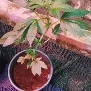 Pink Honey - World Breeders