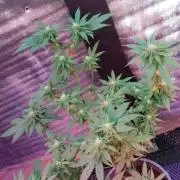 Pink Truffle — Colombia 🇨🇴