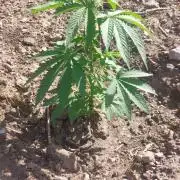 Vice city x Papaya 🇲🇦