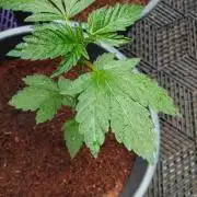 Pink Honey - World Breeders