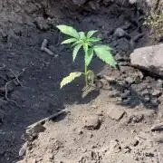 Hokuzai x Papaya 🇲🇦