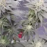 Pink Truffle — Colombia 🇨🇴