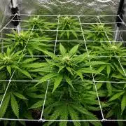 Elixir | 9 Plants | 84D | Houseofweed