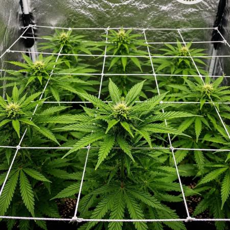 Elixir | 9 Plants | 84D | Houseofweed