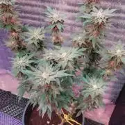 Tropicana Cookies — Colombia 🇨🇴