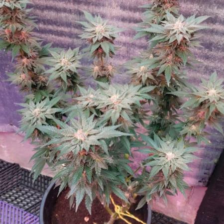 Tropicana Cookies — Colombia 🇨🇴
