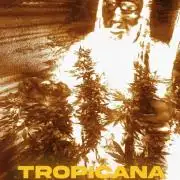 Tropicana Cookies — Colombia 🇨🇴
