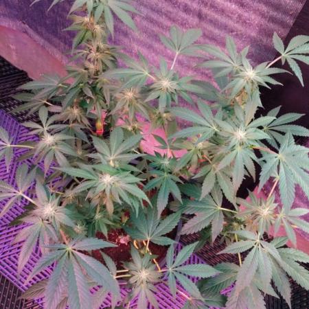 Tropicana Cookies — Colombia 🇨🇴