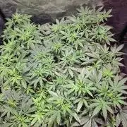 Sensi batch small budget - old equipment