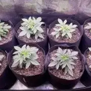 Lemon Cherry Cookies Auto