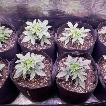 Lemon Cherry Cookies Auto