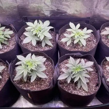 Lemon Cherry Cookies Auto