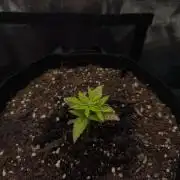 Locked out Autopilot XL first grow ever.