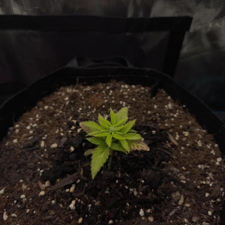 Locked out Autopilot XL first grow ever.