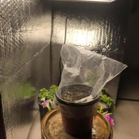 Autopilot XXL first grow ever.