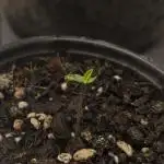 Autopilot XXL first grow ever.