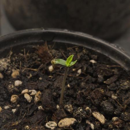 Autopilot XXL first grow ever.