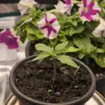 Autopilot XXL first grow ever.