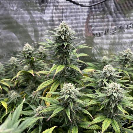 25 Liter Steckling/Cutting Grow