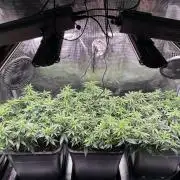 25 Liter Steckling/Cutting Grow