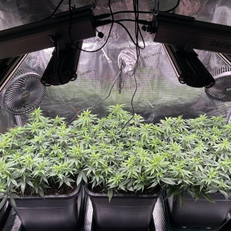 25 Liter Steckling/Cutting Grow