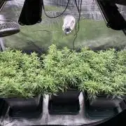25 Liter Steckling/Cutting Grow